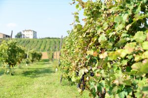 The Cavedoni vineyards